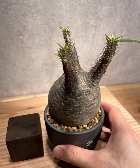 パキポディウム グラキリス　Pachypodium gracilius 　発根済　(商品番号gk-55valiem)  VALIEM 　BOWL　sizeS　(VALIEMタグ付き)