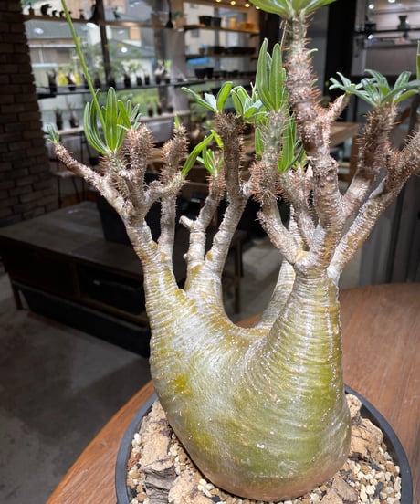 パキポディウム グラキリス　Pachypodium gracilius 　発根済　(gk-449）