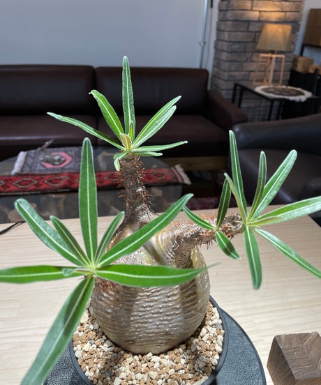 パキポディウム グラキリス　Pachypodium gracilius 　発根済　(gk-217)