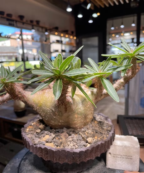 パキポディウム グラキリス　Pachypodium gracilius 　発根済　(gk-509kuniaki matsui）
