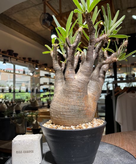 パキポディウム グラキリス　Pachypodium gracilius 　発根済　(gk-531)