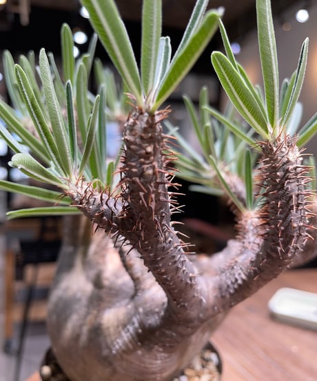パキポディウム グラキリス　Pachypodium gracilius 　発根済　(gk-405)