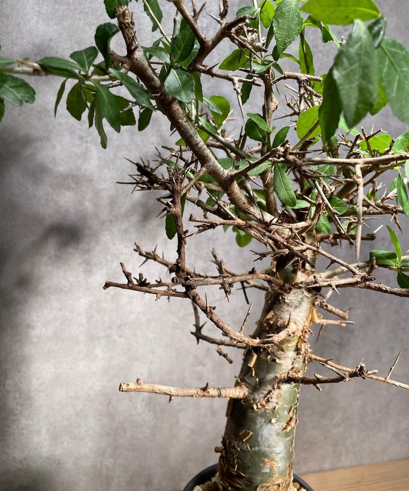 コミフォラ ハベシニカ 発根済 (商品番号hs-1valiem) | RISE