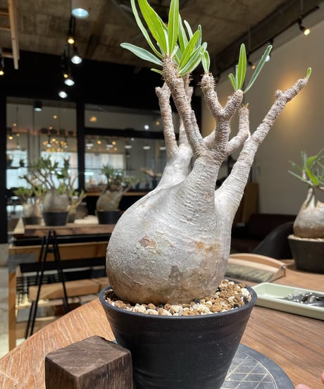 パキポディウム グラキリス　Pachypodium gracilius 　発根済　(gk-374)