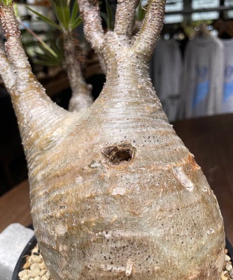 パキポディウム グラキリス　Pachypodium gracilius 　発根済　(gk-443）