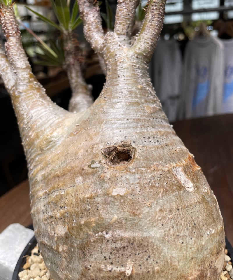 パキポディウム グラキリス Pachypodium gracilius 発根済 (gk-44