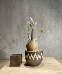 パキポディウム グラキリス　Pachypodium gracilius 　発根済　(商品番号gk-81valiem)  VALIEM 　(VALIEMタグ付き)