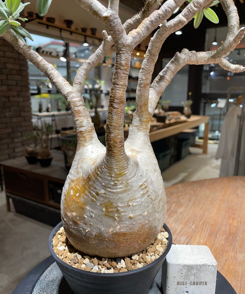 パキポディウム グラキリス Pachypodium gracilius 発根済 (gk-45