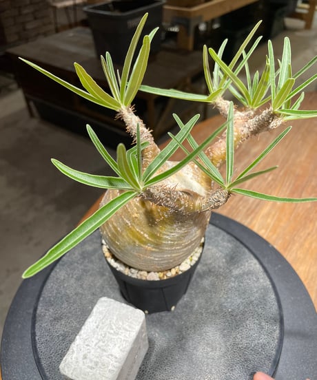 パキポディウム グラキリス　Pachypodium gracilius 　発根済　(gk-450）