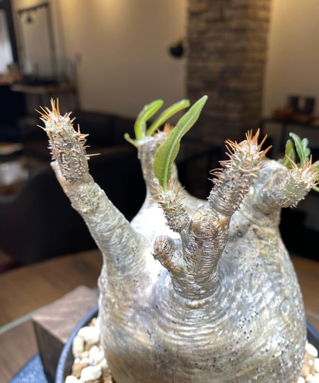 パキポディウム グラキリス　Pachypodium gracilius 　発根済　(商品番号gk-184)