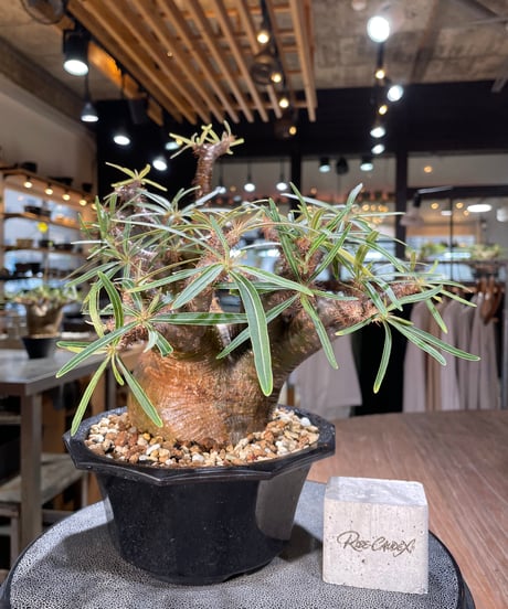 パキポディウム グラキリス　Pachypodium gracilius 　発根済　(gk-569)
