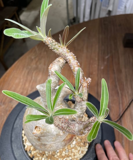 パキポディウム グラキリス　Pachypodium gracilius 　発根済　(gk-440）