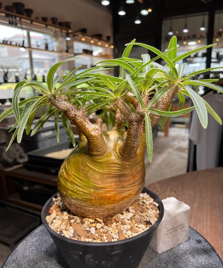 パキポディウム グラキリス　Pachypodium gracilius 　発根済　(gk-281)