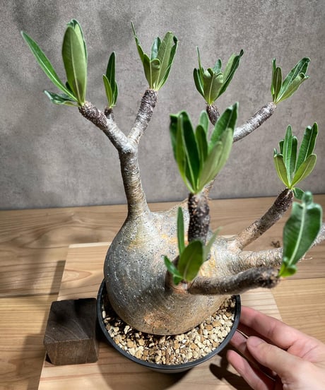 パキポディウム グラキリス　Pachypodium gracilius 　発根済　(商品番号gk-74)