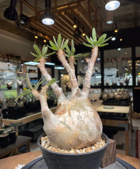 パキポディウム グラキリス　Pachypodium gracilius 　発根済　(gk-235)