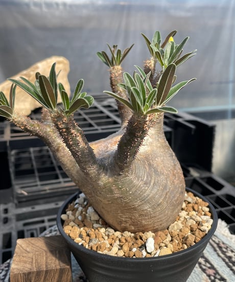 パキポディウム グラキリス　Pachypodium gracilius 　発根済　(gk-416)