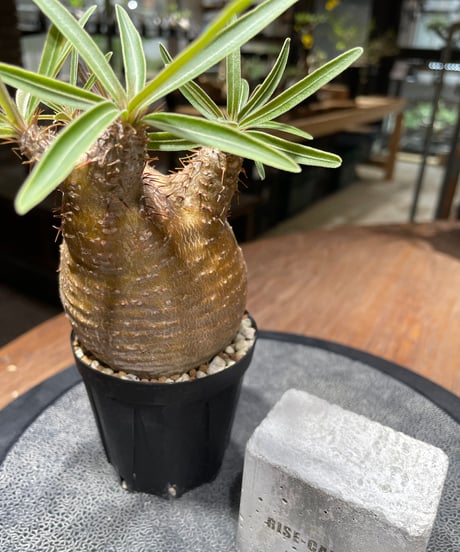 パキポディウム グラキリス　Pachypodium gracilius 　発根済　(gk-460)