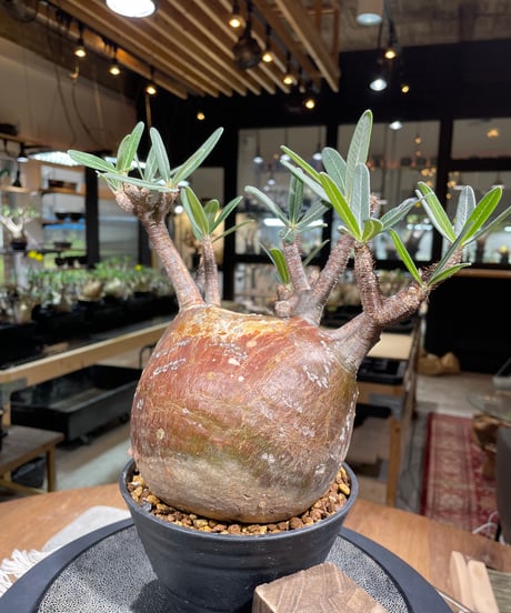 パキポディウム グラキリス　Pachypodium gracilius 　発根済　(gk-247)