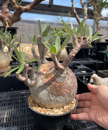 パキポディウム グラキリス　Pachypodium gracilius 　発根済　(gk-247)