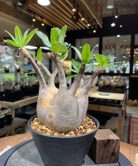 パキポディウム グラキリス　Pachypodium gracilius 　発根済　(gk-261)