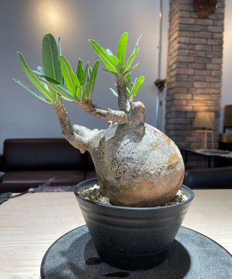 パキポディウム グラキリス　Pachypodium gracilius 　発根済　(gk-223)