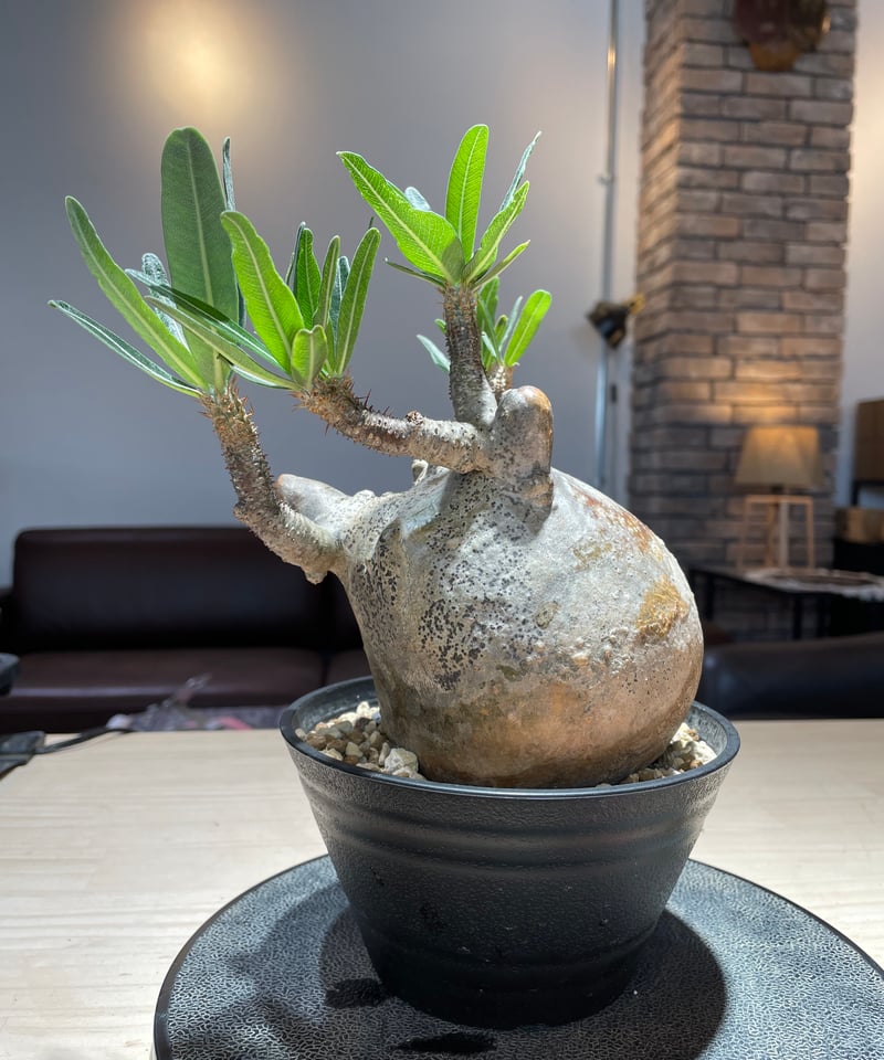 パキポディウム グラキリス Pachypodium gracilius 発根済 (gk-22