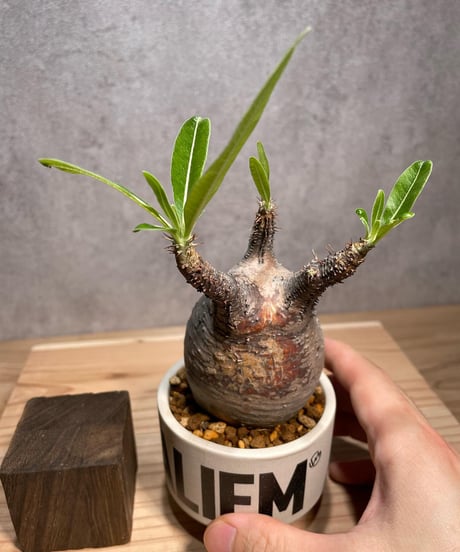パキポディウム グラキリス　Pachypodium gracilius 　発根済　(商品番号gk-65valiem)  VALIEM 　(VALIEMタグ付き)