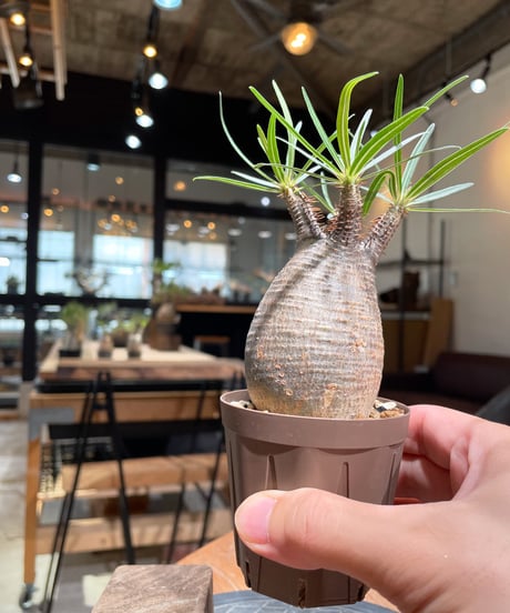 パキポディウム グラキリス　Pachypodium gracilius 　発根済　(gk-378)