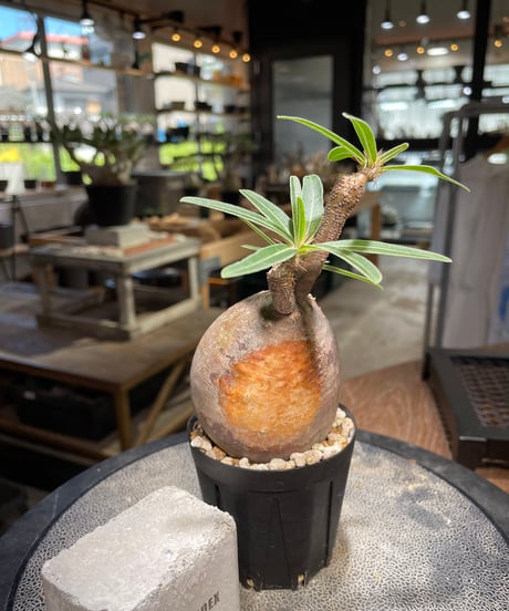 パキポディウム グラキリス　Pachypodium gracilius 　発根済　(gk-501）