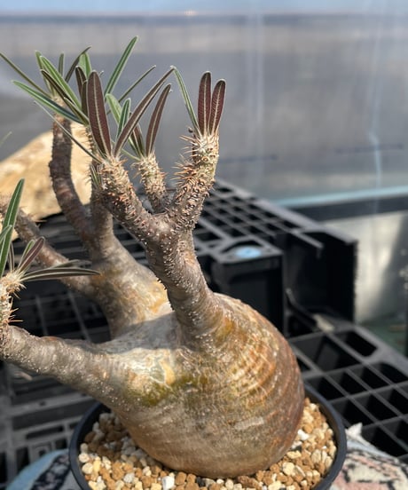 パキポディウム グラキリス　Pachypodium gracilius 　発根済　(gk-417)