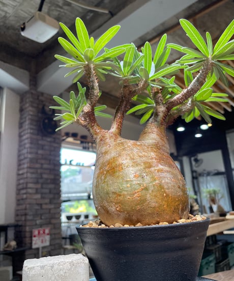 パキポディウム グラキリス　Pachypodium gracilius 　発根済　(gk-388)
