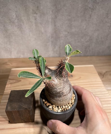 パキポディウム グラキリス　Pachypodium gracilius 　発根済　(商品番号gk-99valiem)  VALIEM 　(VALIEMタグ付き)