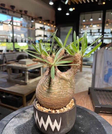 パキポディウム グラキリス　Pachypodium gracilius 　発根済　(gk-505valiem）