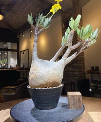 パキポディウム グラキリス　Pachypodium gracilius 　発根済　(商品番号gk-182)