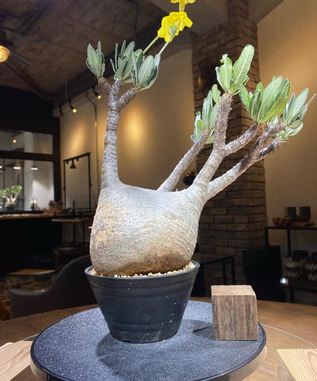 パキポディウム グラキリス　Pachypodium gracilius 　発根済　(商品番号gk-182)