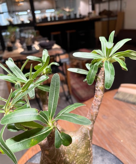 パキポディウム グラキリス　Pachypodium gracilius 　発根済　(gk-392)