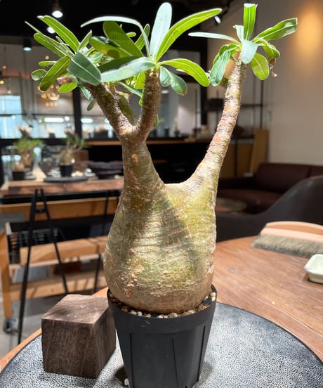 パキポディウム グラキリス　Pachypodium gracilius 　発根済　(gk-392)