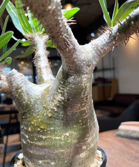 パキポディウム グラキリス　Pachypodium gracilius 　発根済　(gk-396)