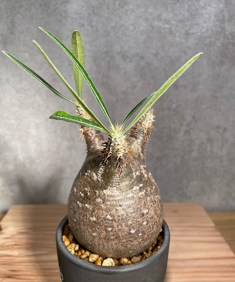 パキポディウム グラキリス　Pachypodium gracilius 　発根済　(商品番号gk-26valiem)  VALIEM 　BOWL　sizeS　(VALIEM巾着、タグ付き)