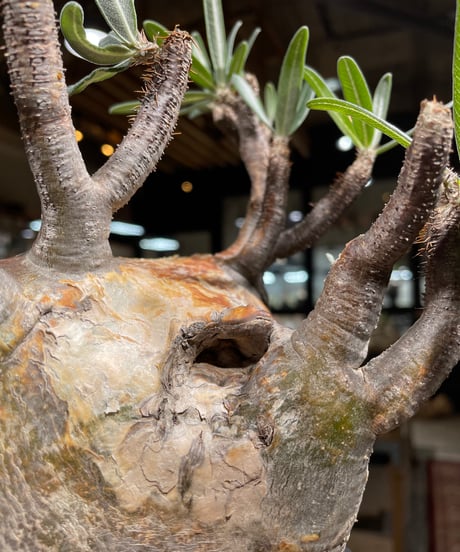 パキポディウム グラキリス　Pachypodium gracilius 　発根済　(gk-247)
