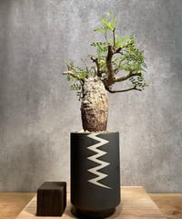 オペルクリカリア パキプス／Operculicarya pachypus　発根済　(商品番号PP-38valiem) VALIEM 　BLOCK　sizeL　(VALIEM巾着、タグ付き)