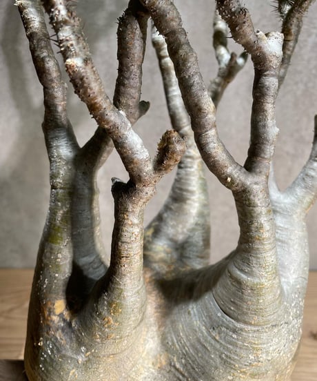 パキポディウム グラキリス　Pachypodium gracilius 　発根済　(商品番号gk-96)