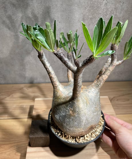 パキポディウム グラキリス　Pachypodium gracilius 　発根済　(商品番号gk-74)
