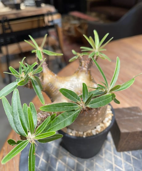 パキポディウム グラキリス　Pachypodium gracilius 　発根済　(gk-402)