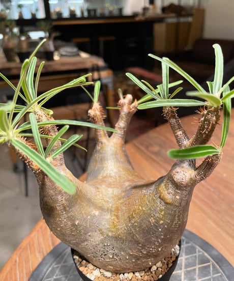パキポディウム グラキリス　Pachypodium gracilius 　発根済　(gk-404)