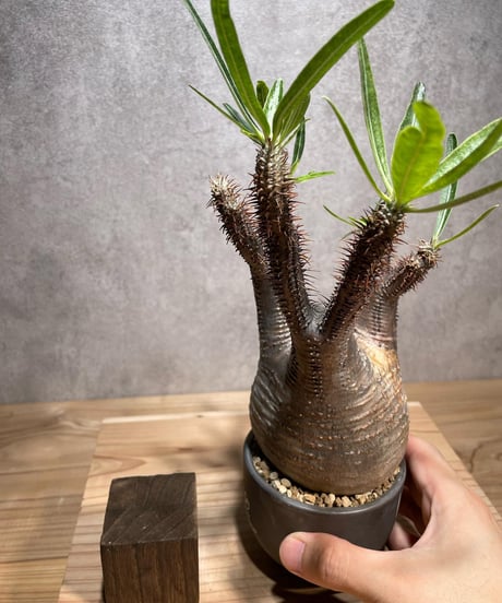 パキポディウム グラキリス　Pachypodium gracilius 　発根済　(商品番号gk-72valiem)  VALIEM 　(VALIEMタグ付き)