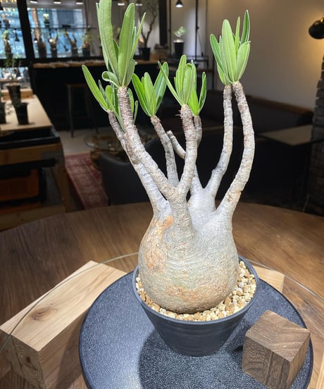 パキポディウム グラキリス　Pachypodium gracilius 　発根済　(商品番号gk-175)