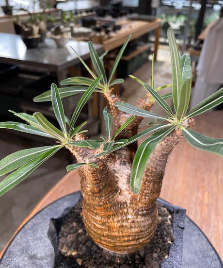 パキポディウム グラキリス　Pachypodium gracilius 　発根済　(gk-570)(鉢：LAVOR Ssize CARBONBLACK)