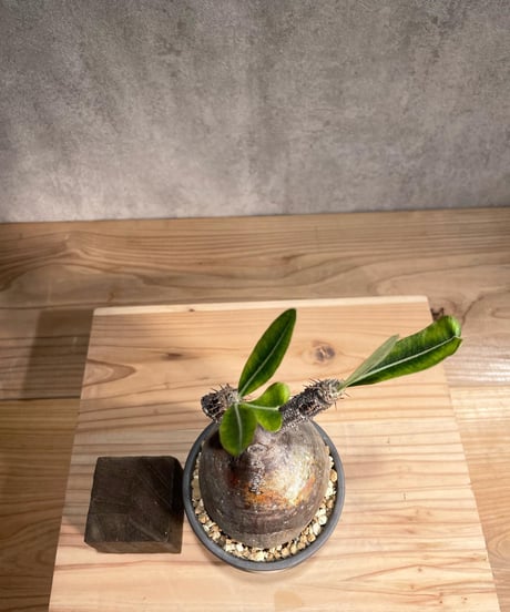パキポディウム グラキリス　Pachypodium gracilius 　発根済　(商品番号gk-97valiem)  VALIEM 　(VALIEMタグ付き)