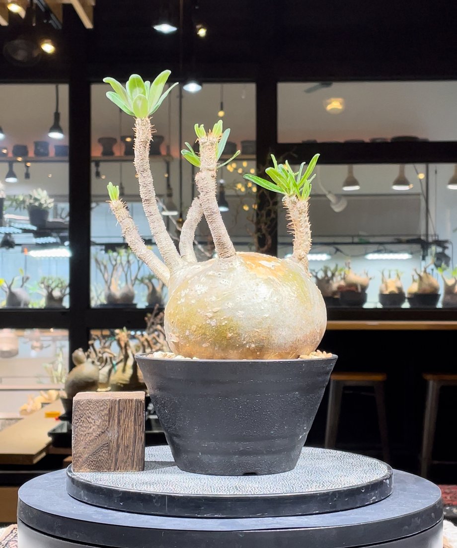 6614ebdc808e2c01b85b6f6c